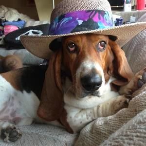 Meet your Posher, Delia